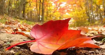 Самые необычные праздники сентября 2025 года