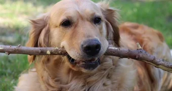 Какая порода собаки подходит вам по знаку Зодиака