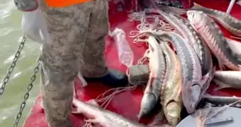 Ущерб на полмиллиарда тенге могли нанести Каспию браконьеры