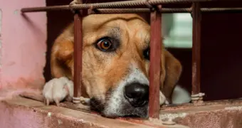 «Таймер жизни»: после истечения срока — эвтаназия. Новые правила содержания животных в Казахстане