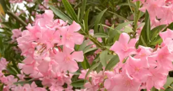 В Японии парень пытался убить дядю из-за сильного храпа