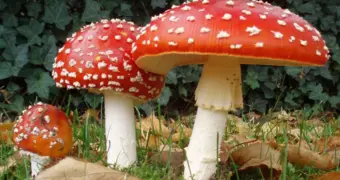 Австралийку будут судить за отравление родственников ядовитыми грибами