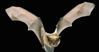 Новый патоген обнаружен у летучих мышей: влияние вируса на людей изучается