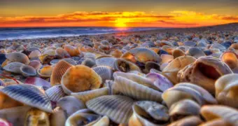 Сувенир с пляжа может превратить отпуск в кошмар: за что грозят штрафы и тюрьма