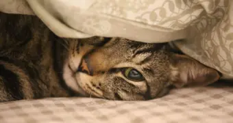 Врач объяснила, почему не стоит заправлять постель сразу после сна