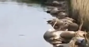 Десятки мертвых сайгаков обнаружили в реке в Актюбинской области