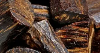 Дороже золота: тайна самого дорогого дерева мира