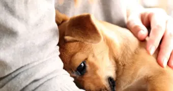 Собаки видят душу: как они за секунды распознают плохих людей