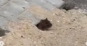 Жители Актау жалуются на появление крыс в городе