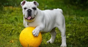 Эксперт перечислил опасные игрушки для домашних животных