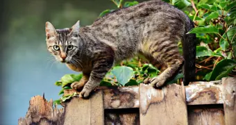 В Экибастузе дети сбросили кошку с 10-го этажа: зоозащитники требуют расследования