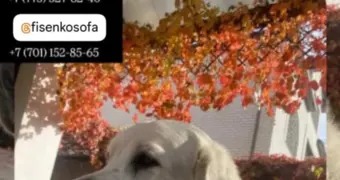 Пропала собака!