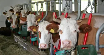 Минторг Казахстана открыл горячую линию по ценам на говядину