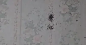 Ад в многоэтажке: квартира-рассадник клопов и тараканов довела жителей Актау до слёз