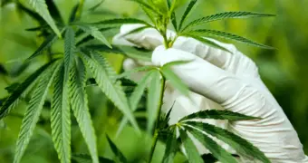 В Казахстане легализовали 218 сортов конопли