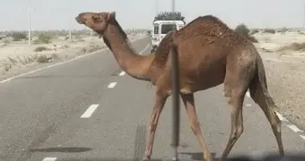 Наезд на животное в Казахстане: кто на самом деле заплатит – водитель или хозяин скота?