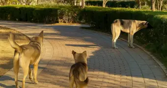 Кто теперь занимается вопросом бродячих собак в Актау?