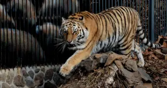 Казахстанцев будут учить выживать рядом с амурскими тиграми