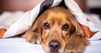 Ветеринар назвала главные ошибки в кормлении домашних питомцев