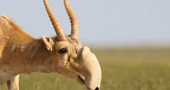 Казахстан объявил рога сайгаков своей собственностью и выходит на рынок