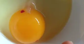 Кровь в курином яйце: опасен ли такой продукт и стоит ли беспокоиться