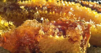 Мёд засахарился: почему этот признак — не дефект, а свидетельство натуральности