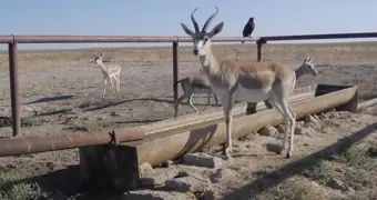 Сотрудники природного парка в Мангистау дали жизнь 36 родникам