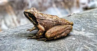 Народная медицина обернулась бедой: китаянка съела восемь живых лягушек от боли в спине