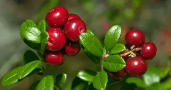 Названа ягода, которая помогает при простатите