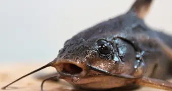 Африканский сом прижился в Актау: как энтузиасты превратили эксперимент в стабильное производство