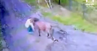 «Рука висела просто на сухожилиях»: конь на самовыгуле напал на пенсионерку