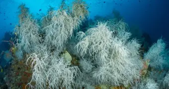 Земля прошла точку невозврата: ученые бьют тревогу