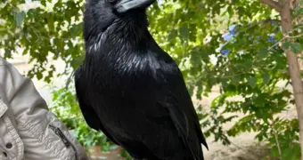 История одной мечты: как жительница Актау завела ворона