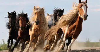 Расстрел табуна: в Казахстане конфликт фермеров закончился трагедией