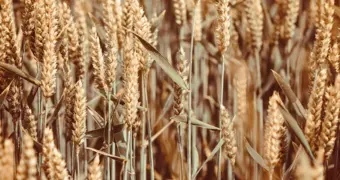 Россия с 20 октября снимет запрет на поставки казахстанской пшеницы