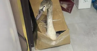 «Он мог погибнуть»: в Актау спасли найденного на месторождении лебедя