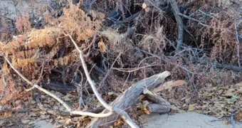 Сухостой лежит месяцами: жители Актау пожаловались на работу коммунальных служб