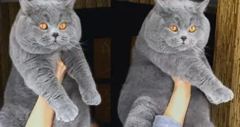 После развода с женой мужчина будет платить кошкам алименты