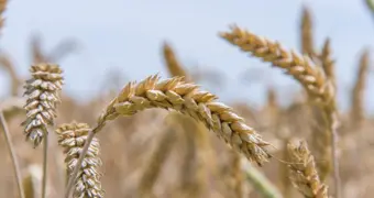 Через Актау в Армению отправится первая партия казахстанской пшеницы