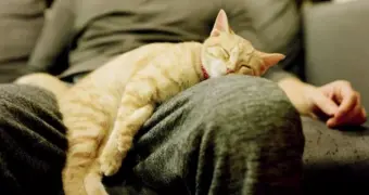 Кого кошки любят больше — мужчин или женщин