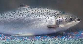 Молодь каспийского лосося выпустили в море в Мангистау