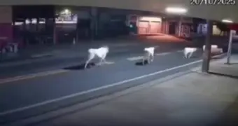 Ночной кошмар на дороге: гибель 20-летнего футболиста потрясла Бразилию (видео)