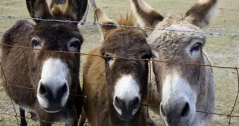 «Нашествие ослов» в Казахстане: тысячи животных довели жителей до отчаяния