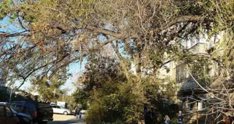 Спил сухостоя: куда обращаться жителям Актау