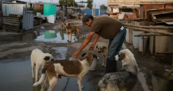 Собакам не хватает еды: единственный приют для животных в Актау просит помощи