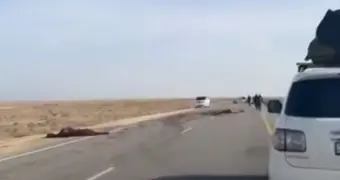 Два человека погибли в ДТП с лошадью на трассе Бейнеу – Актау