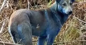 В Чернобыльской зоне появились собаки с необычным синим окрасом