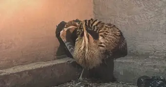 Жители Мунайлы обнаружили дикую птицу на автомойке