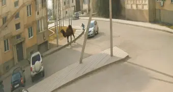 Верблюд напал на ребенка в поселке Кульсары