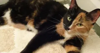 Рыжие приносят деньги, черные — защищают: тайная сила кошачьих окрасов